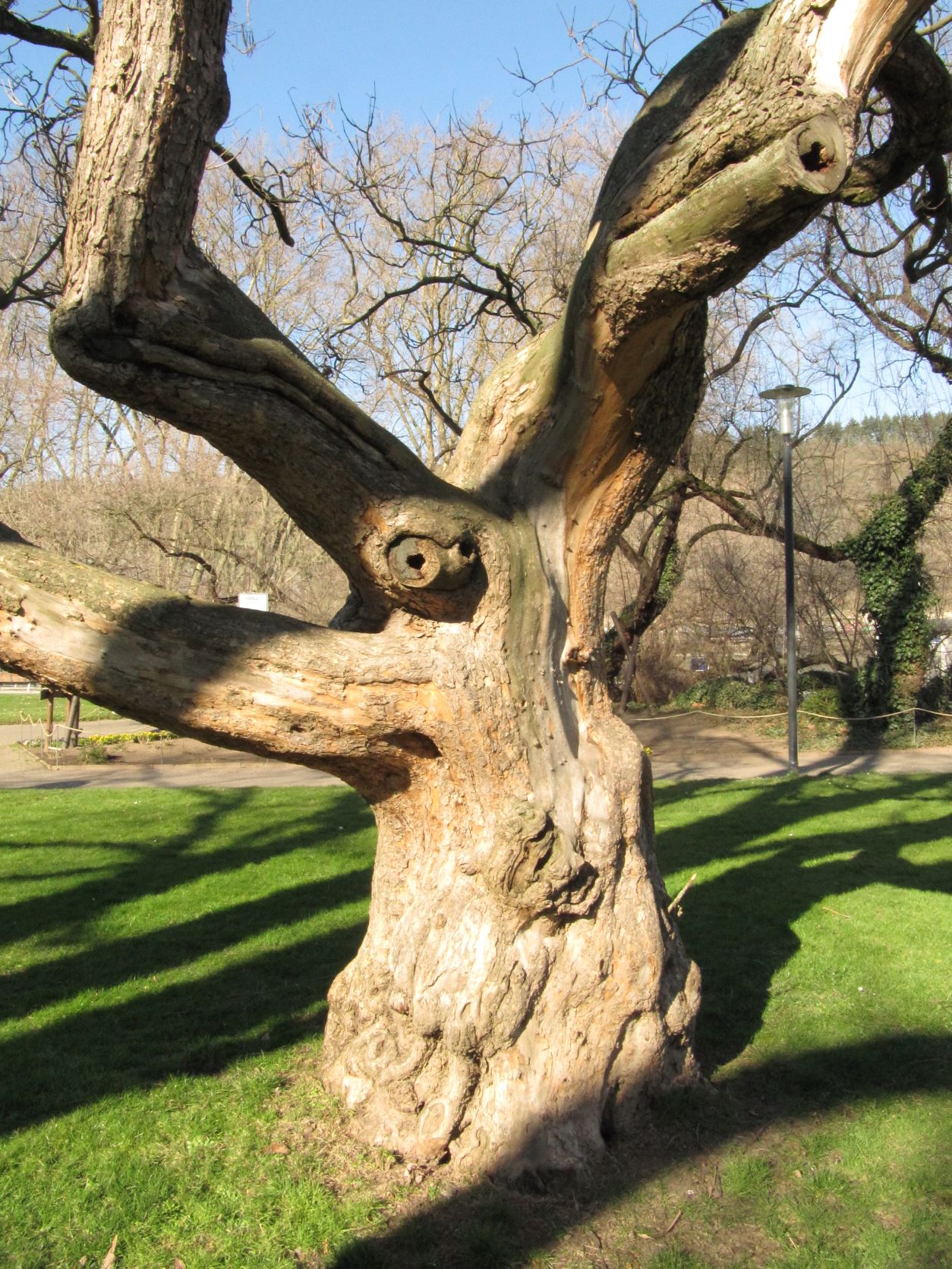 Catalpa bignonioides - Andernach - Febr. 2022