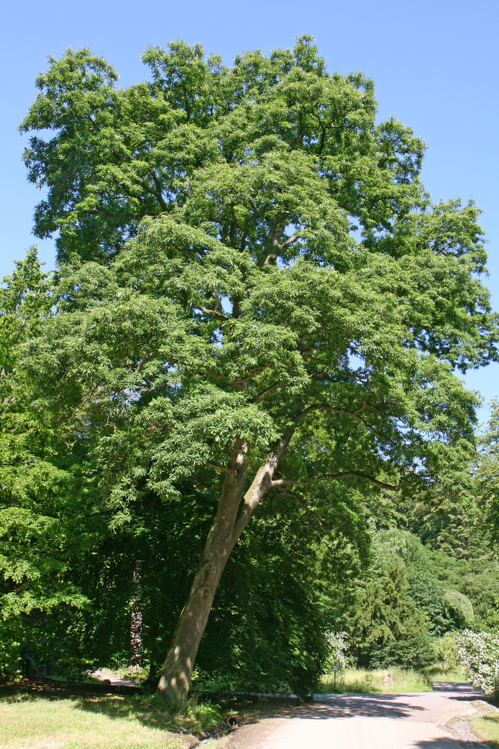 'Mespilifolia' petraea Quercus