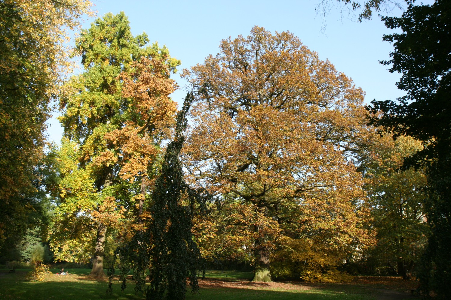 Magnolia acuminata - Marburg - 2017