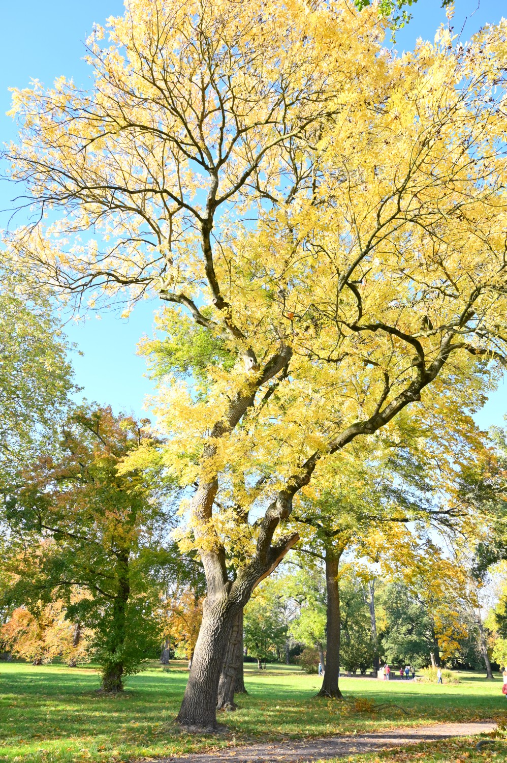 'Jaspidea' excelsior Fraxinus