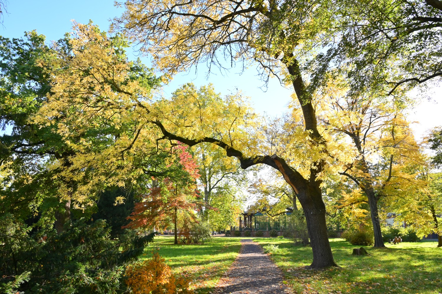 Fraxinus excelsior 'Jaspidea' - Magdeburg - 2021
