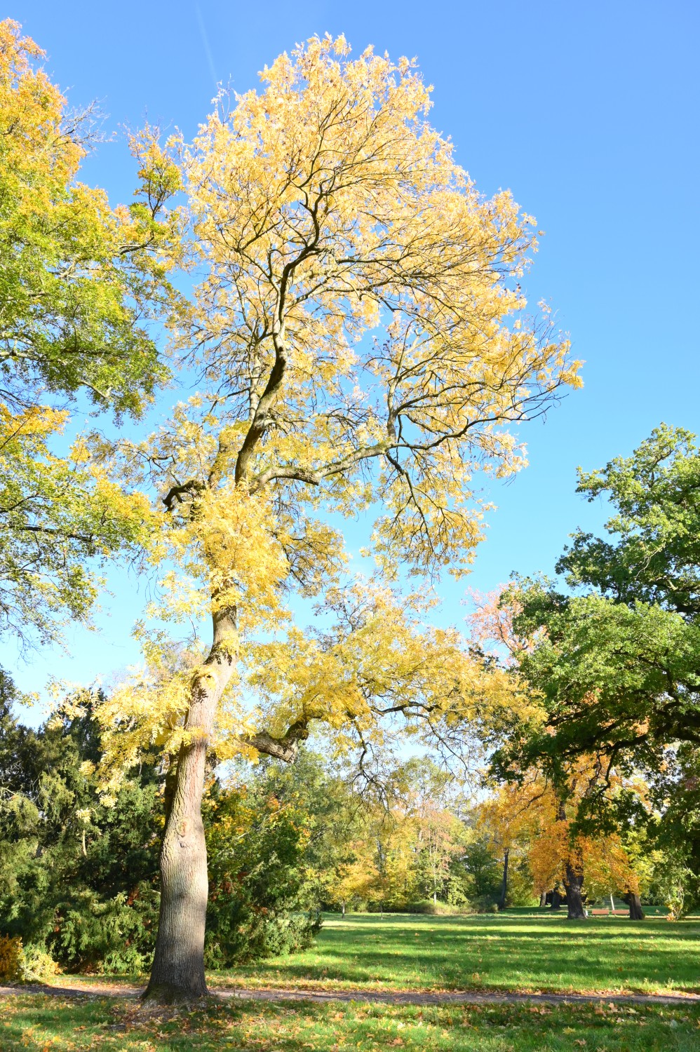 Fraxinus excelsior 'Jaspidea' - Magdeburg - 2021