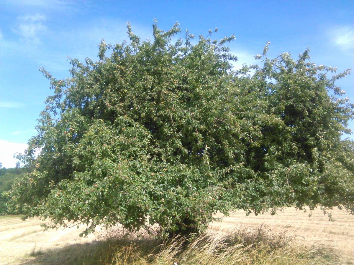 Malus sylvestris - Allrode - Juli 2016