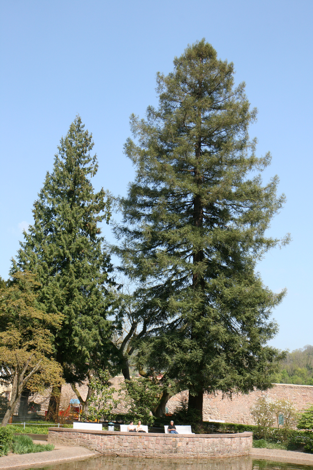 sempervirens Sequoia