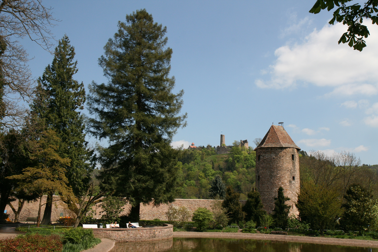 Sequoia sempervirens - Weinheim - April 2015