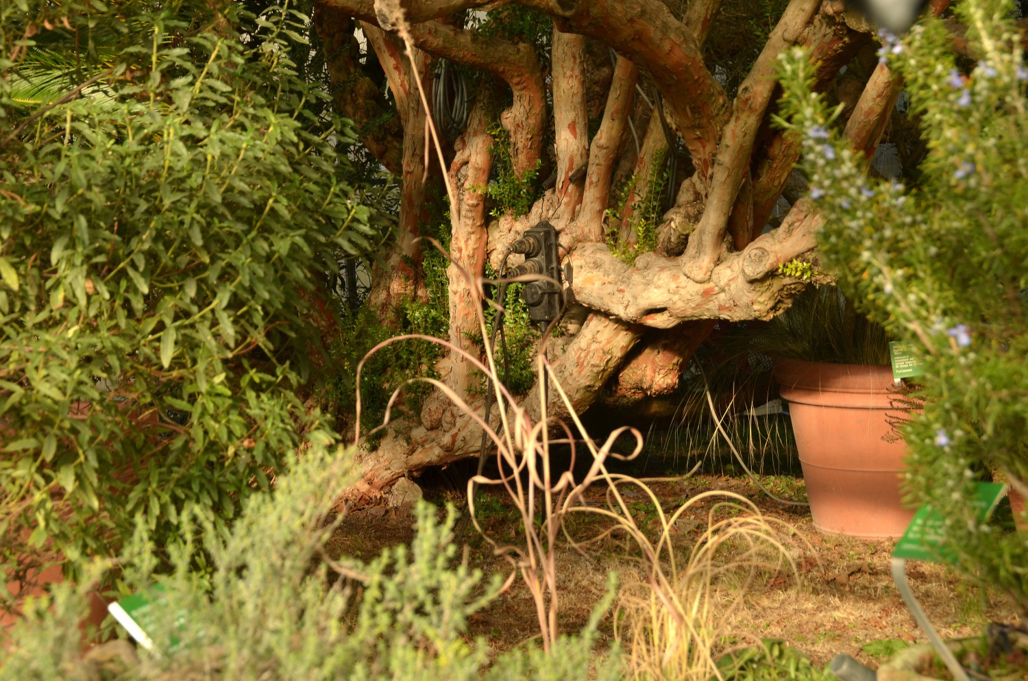 Myrtus communis - Weinheim-Hermannshof - Februar 2021