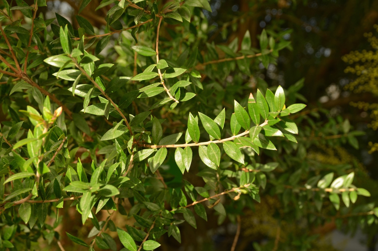Myrtus communis - Weinheim-Hermannshof - Februar 2021