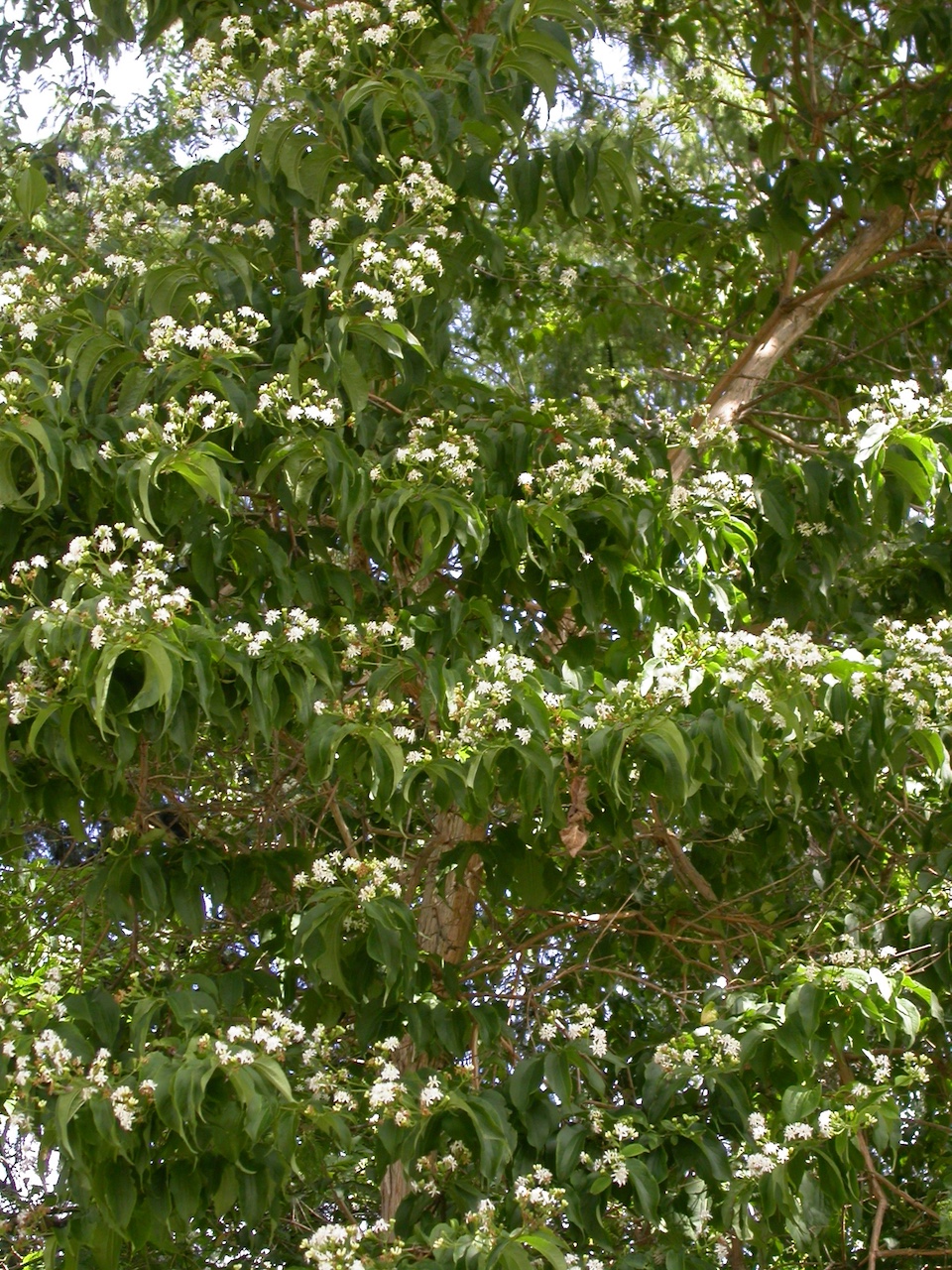 Heptacodium miconioides
