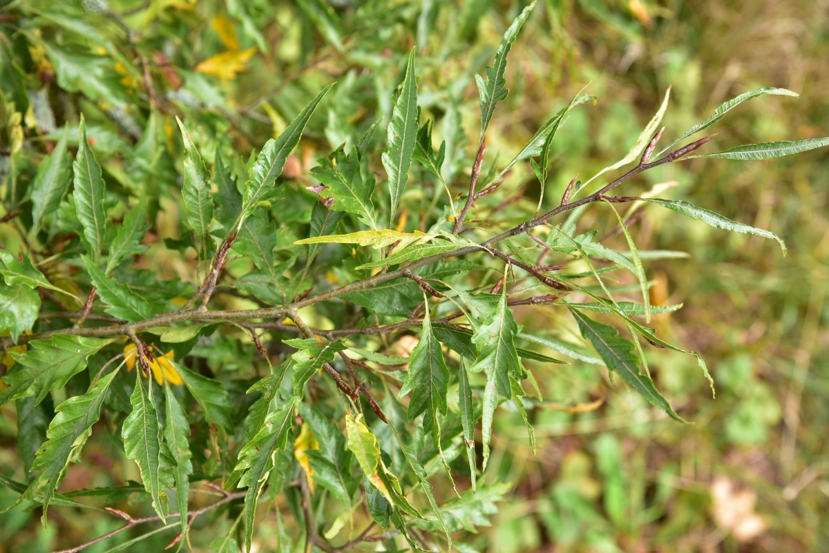 Fagus sylvatica 'Asplenifolia' - Regensburg - Oktober 2016