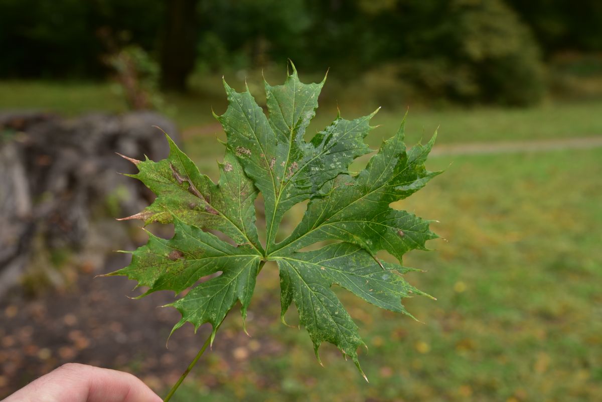 Acer platanoides 'Palmatifidum' - Regensburg - Oktober 2016