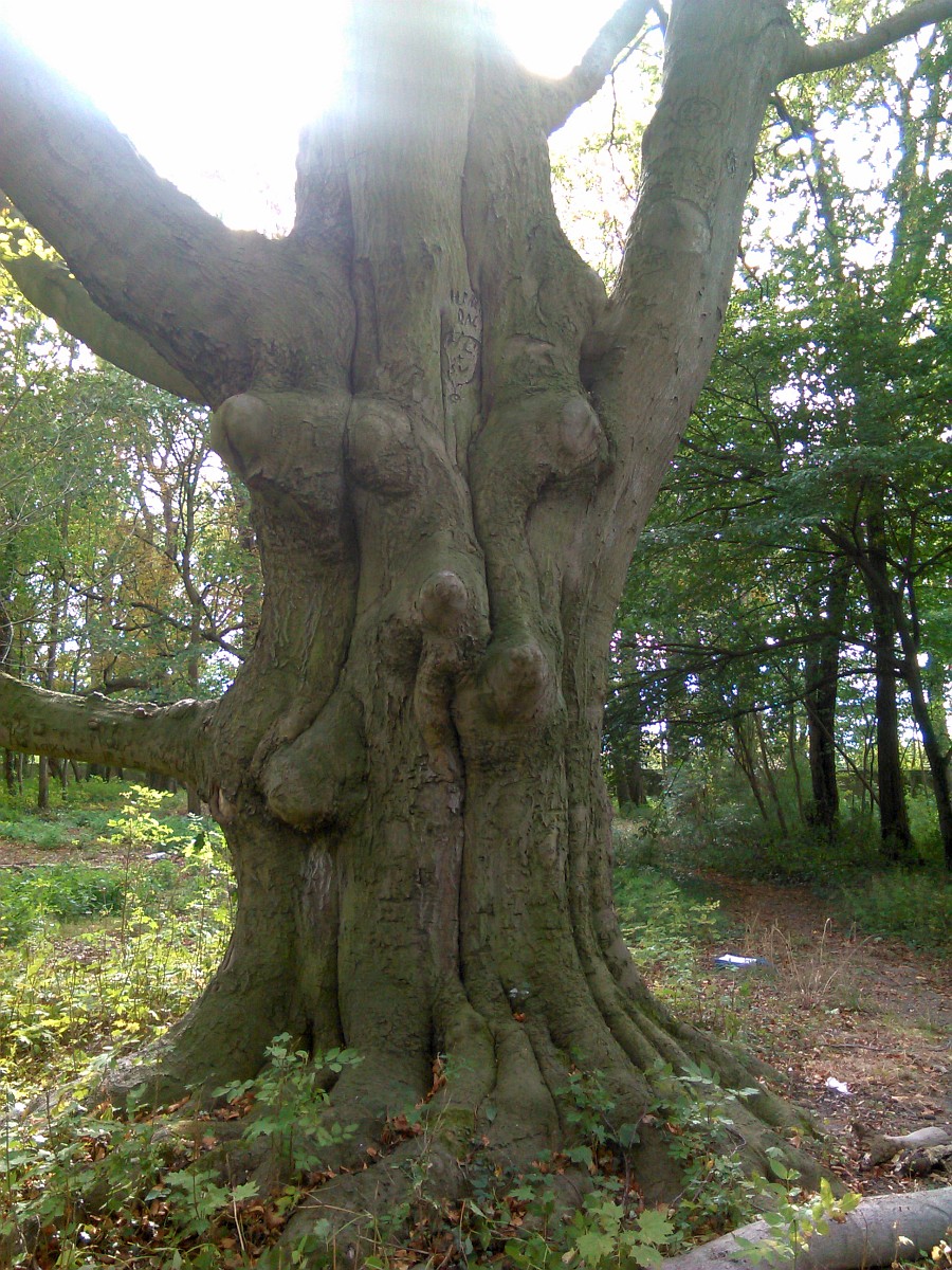 Fagus sylvatica - Hadmersleben - September 2016