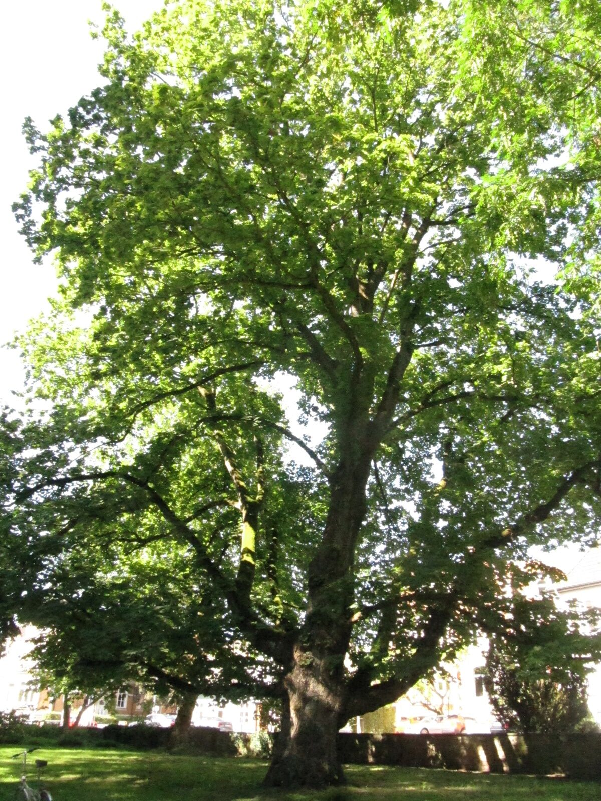 Acer platanoides - Celle - Sept. 2023