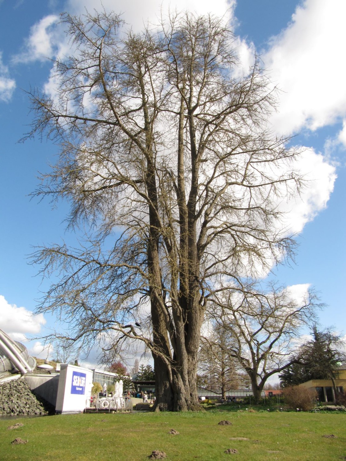 Ginkgo biloba - Hannover, Berggarten - März 2022