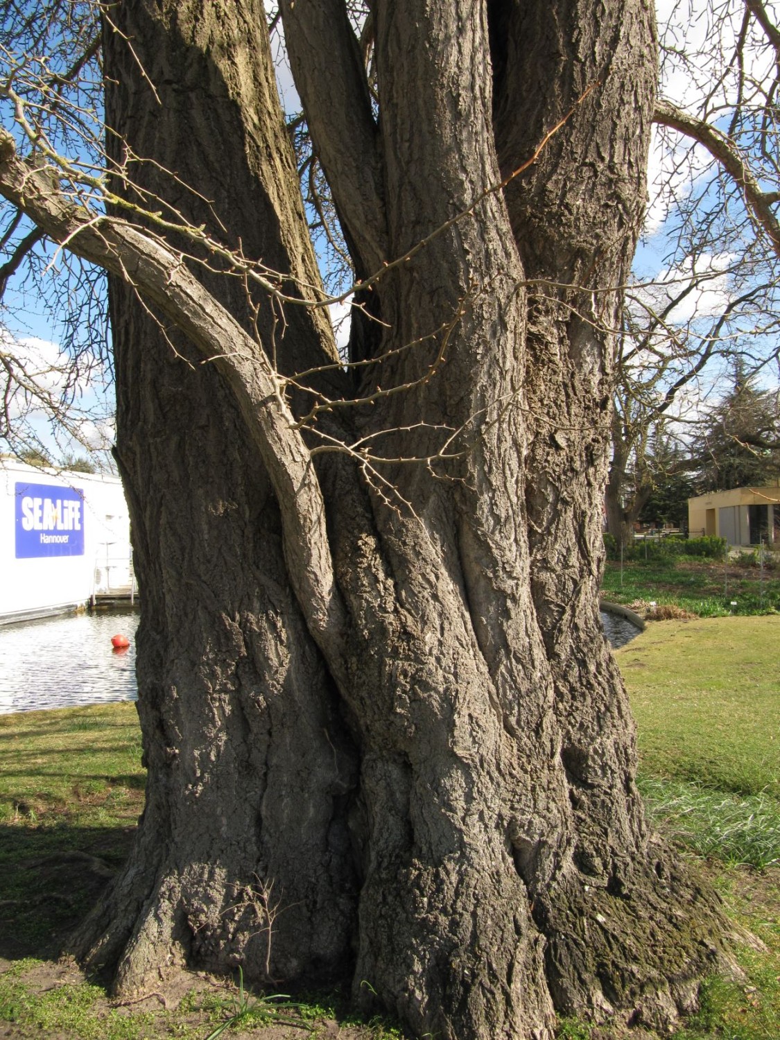 Ginkgo biloba - Hannover, Berggarten - März 2022