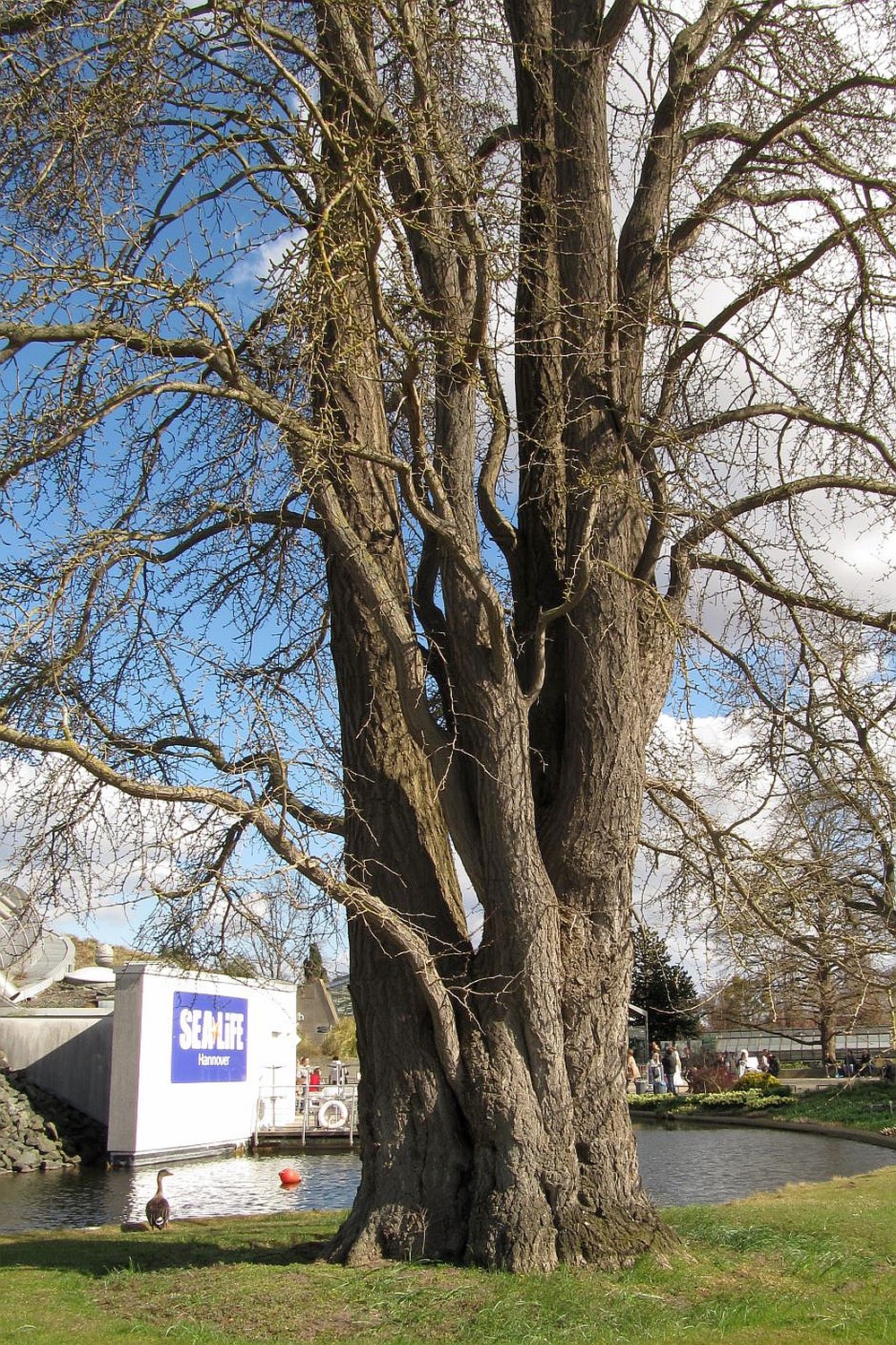 Ginkgo biloba - Hannover, Berggarten - März 2022