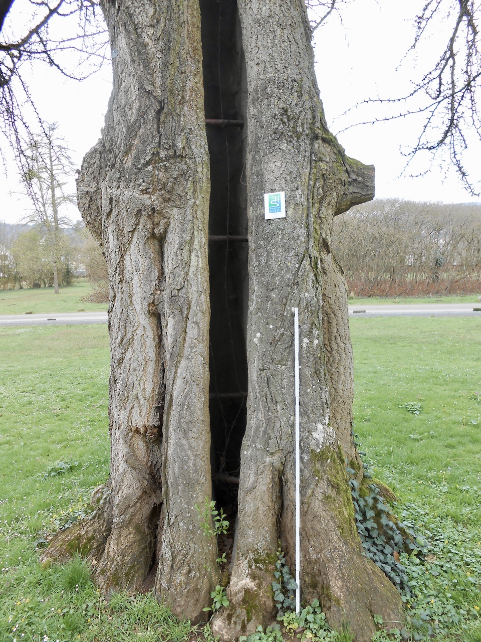 Ginkgo biloba - Mettlach - April 2022