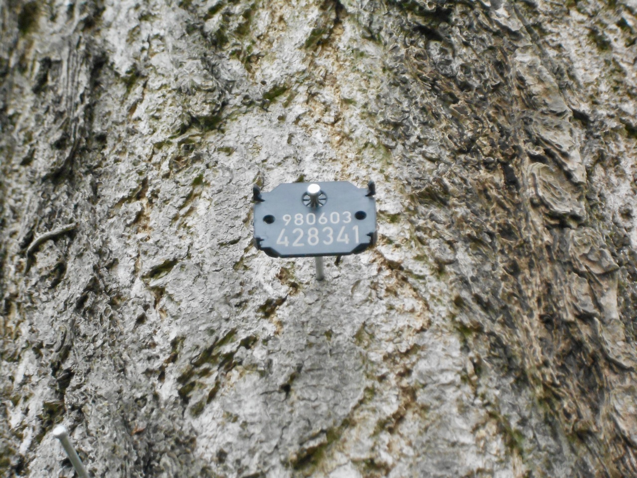 Ginkgo biloba - Mettlach - April 2022