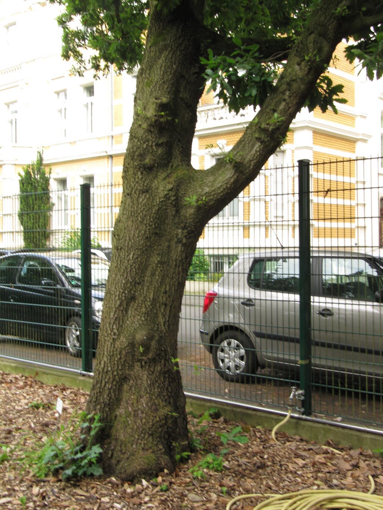 Quercus × turneri 'Pseudoturneri' - Bonn Bot. Garten - Mai 2022