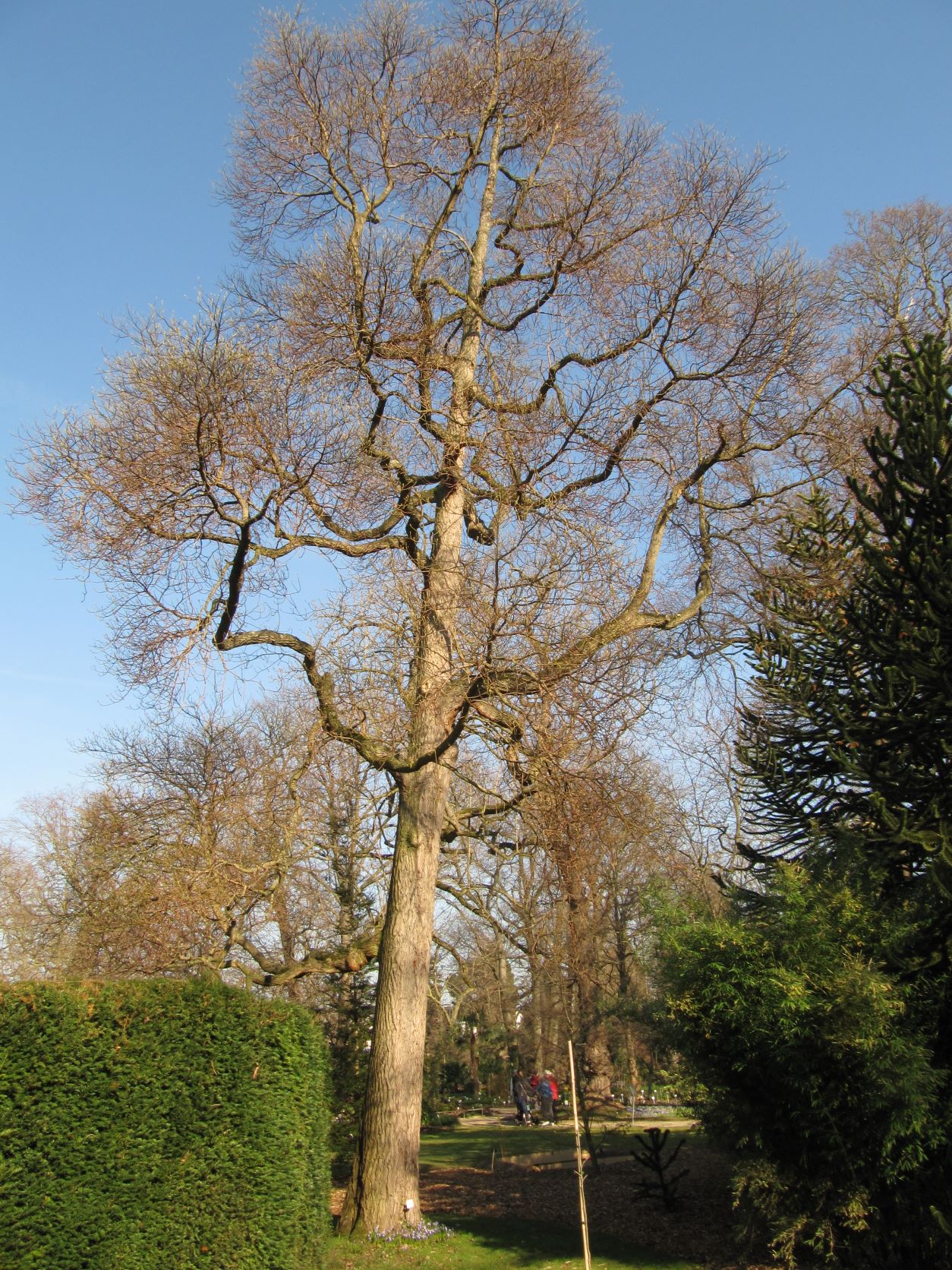 albidum Sassafras