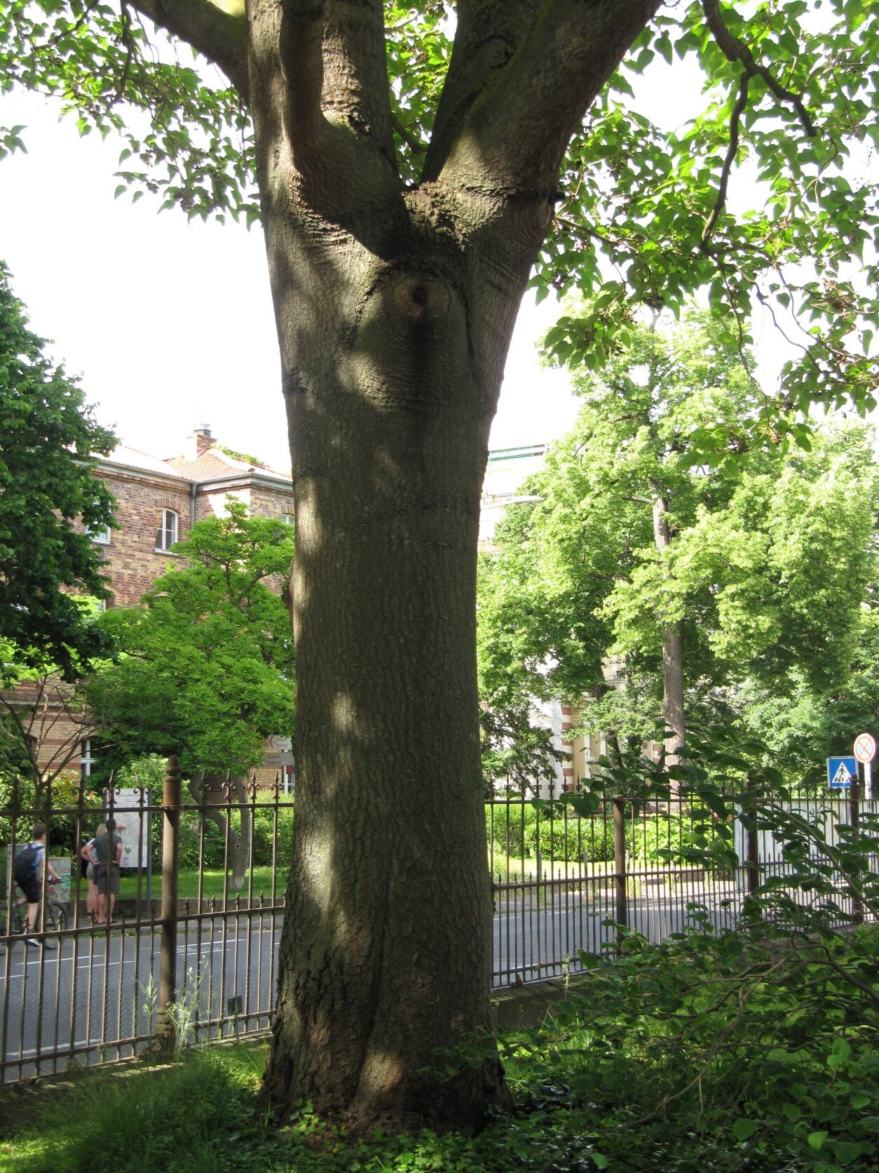 Paulownia fargesii - Bonn - Mai 2022