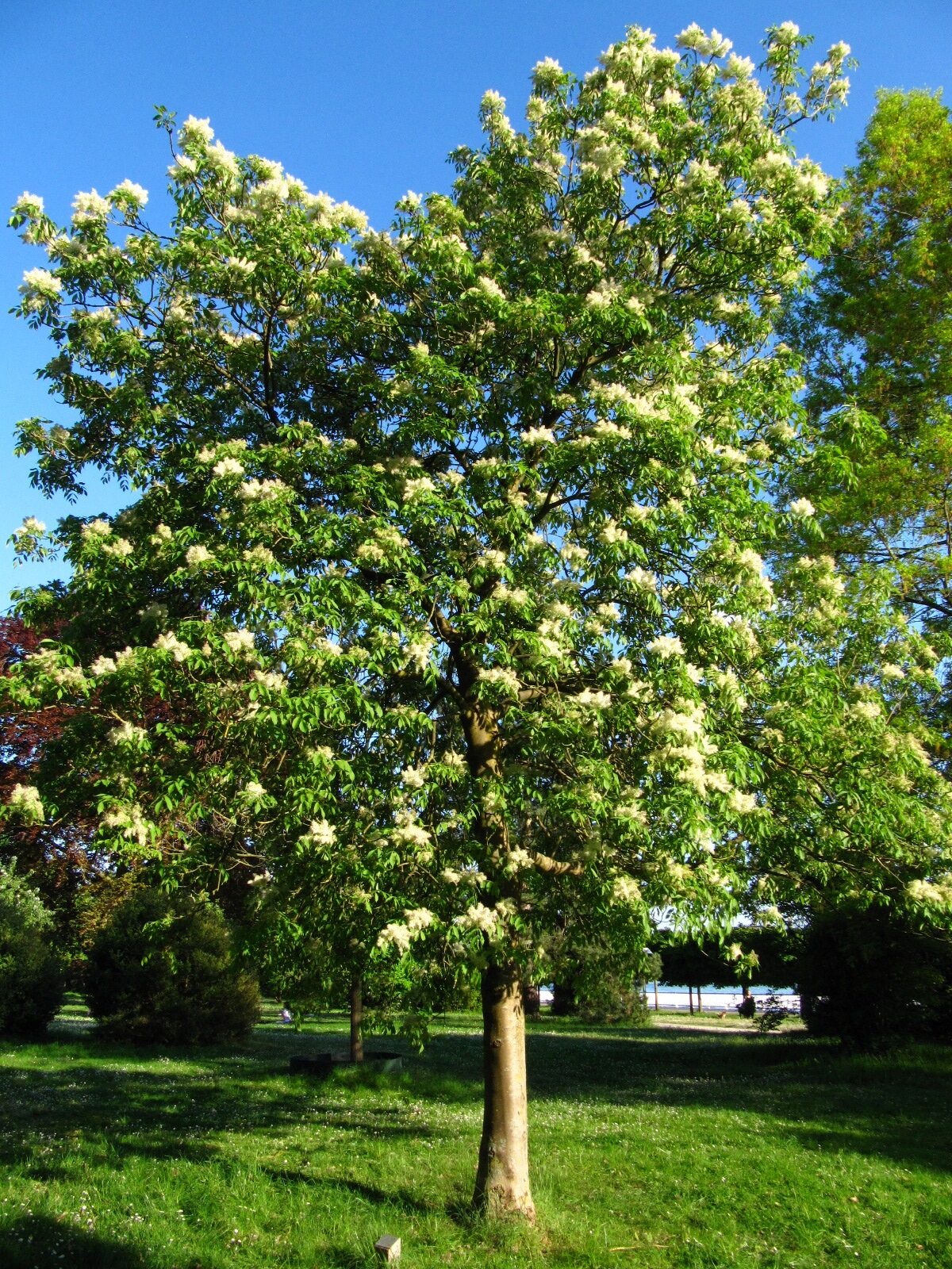 Fraxinus paxiana
