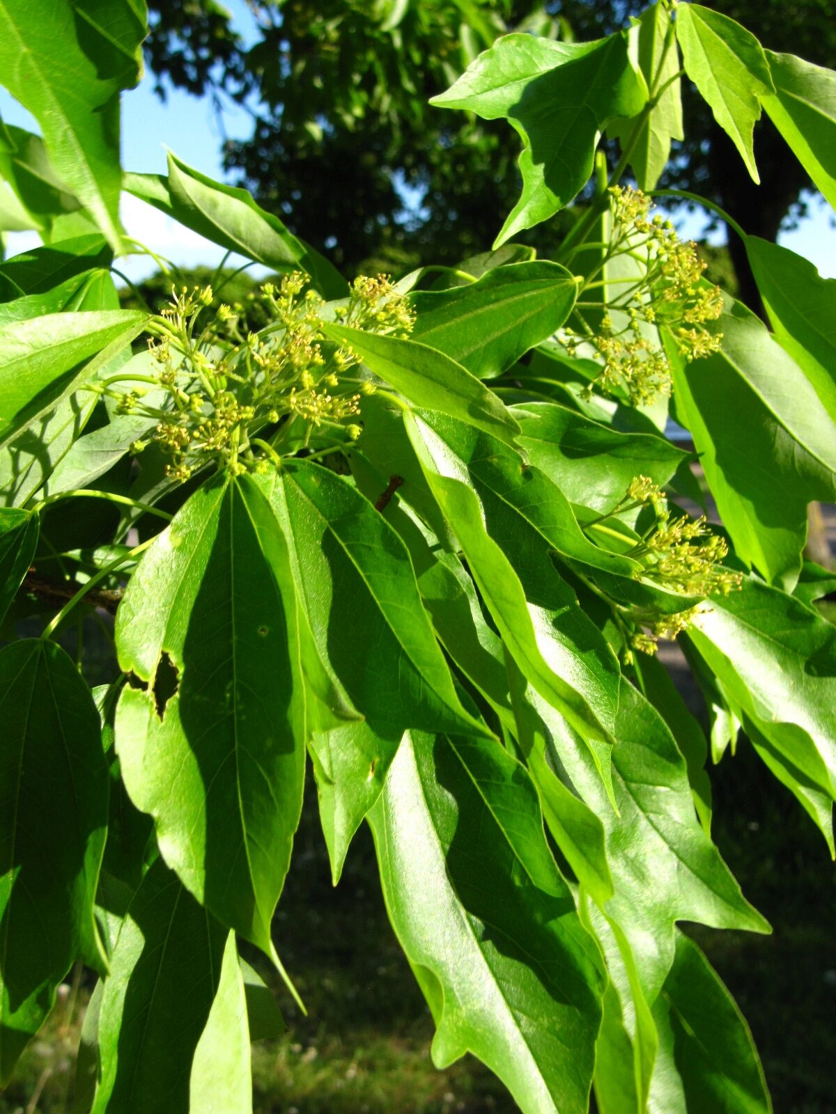 Acer buergerianum - Bremen-Vegesack - Mai 2025