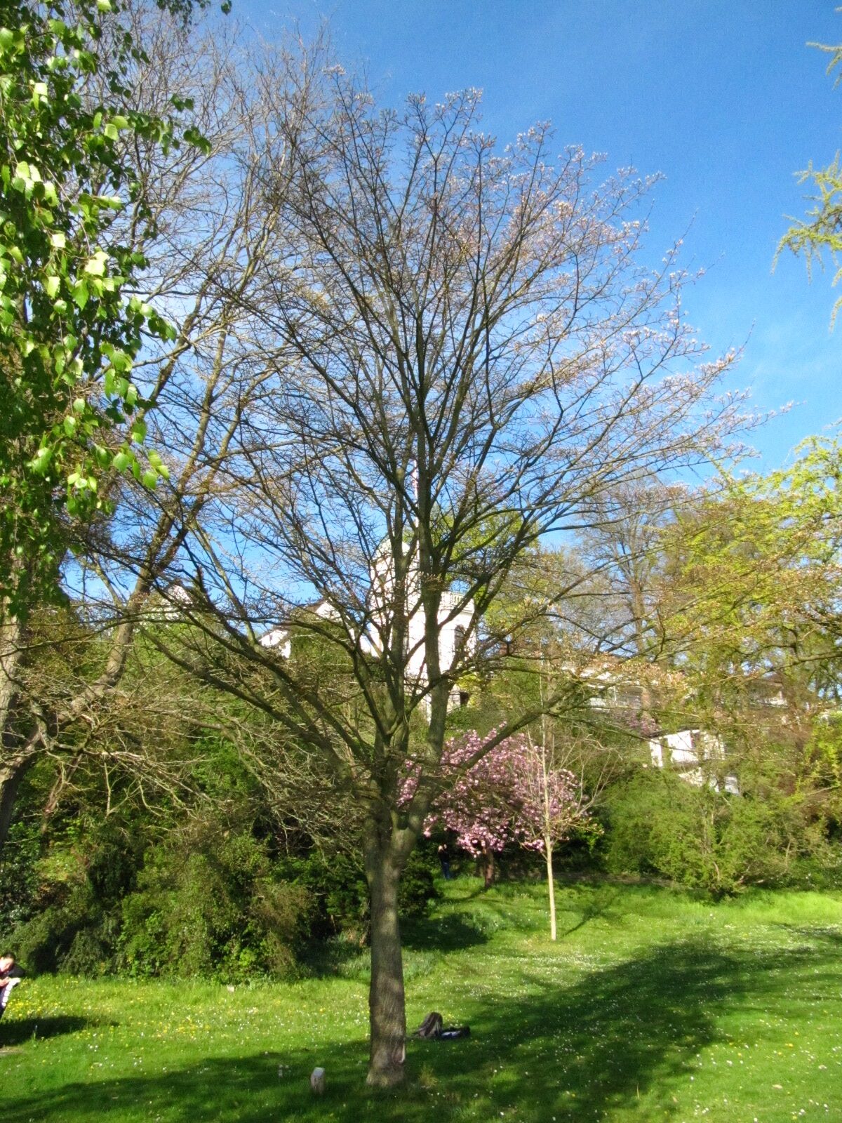 Acer davidii subsp. davidii