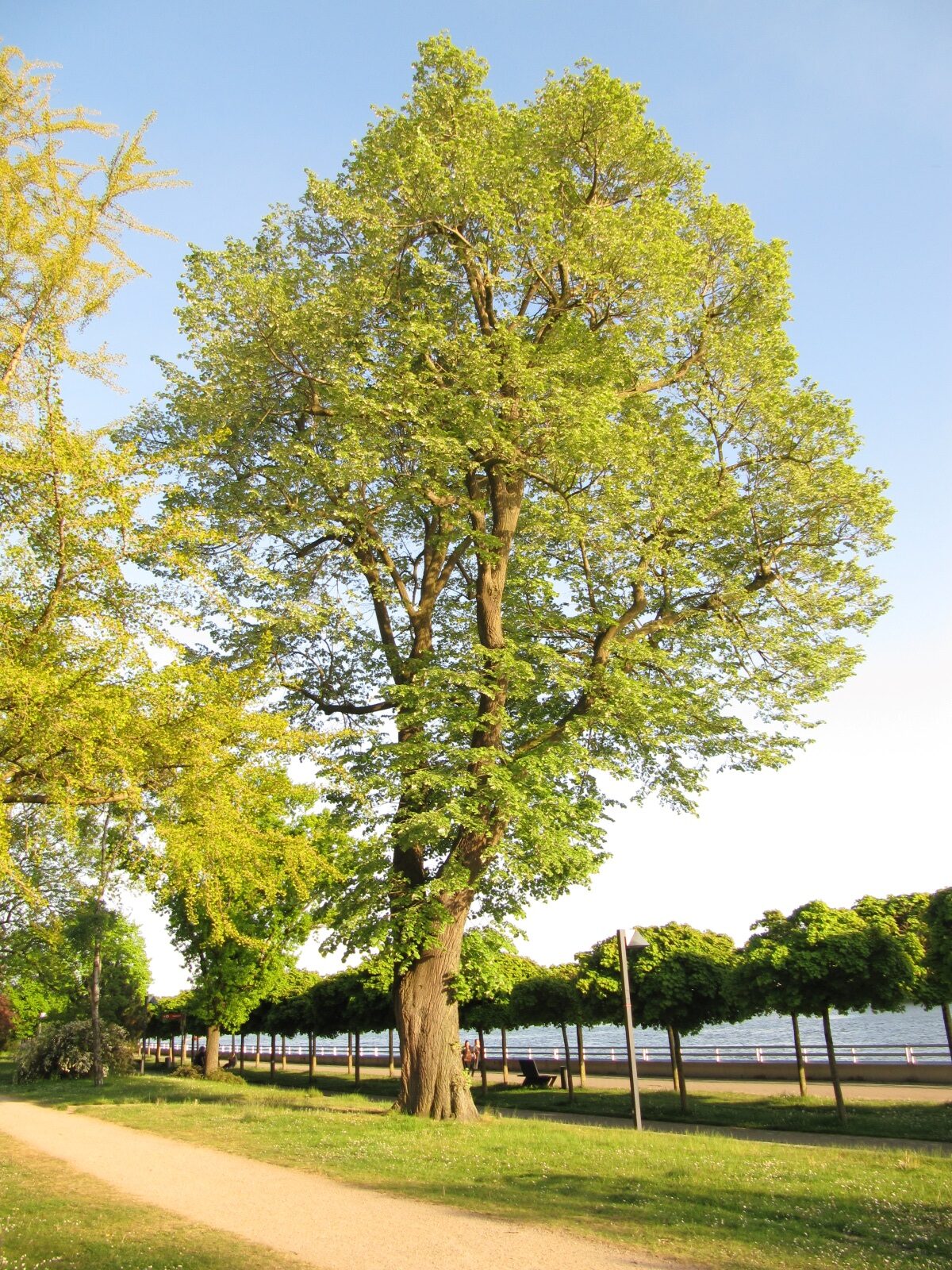 Tilia tomentosa