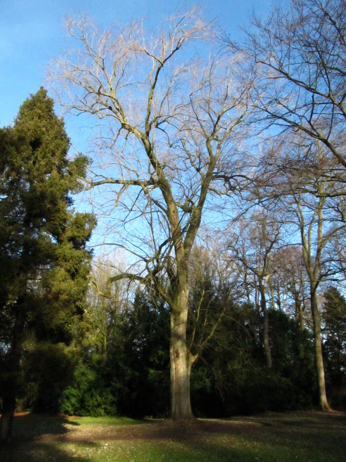 'Laciniatum Wieri' Acer saccharinum