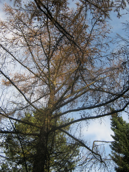Larix kaempferi - Gera - November 2016