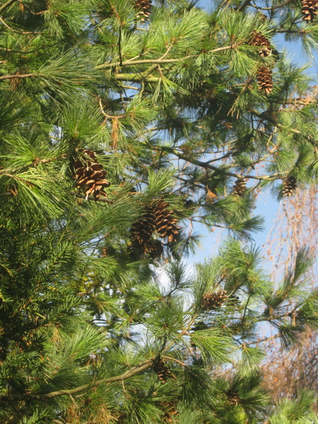 Pinus peuce - Gera - November 2016