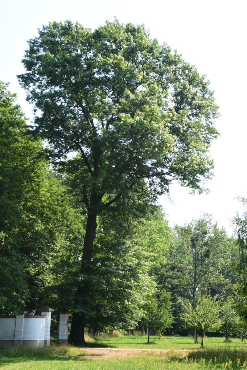Quercus palustris - Kroppen - August 2015