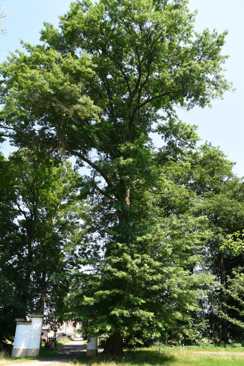 Quercus palustris - Kroppen - August 2015