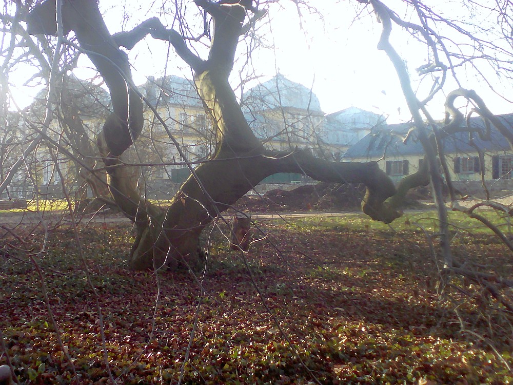 Fagus sylvatica var. suentelensis