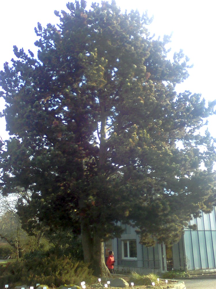 heldreichii Pinus