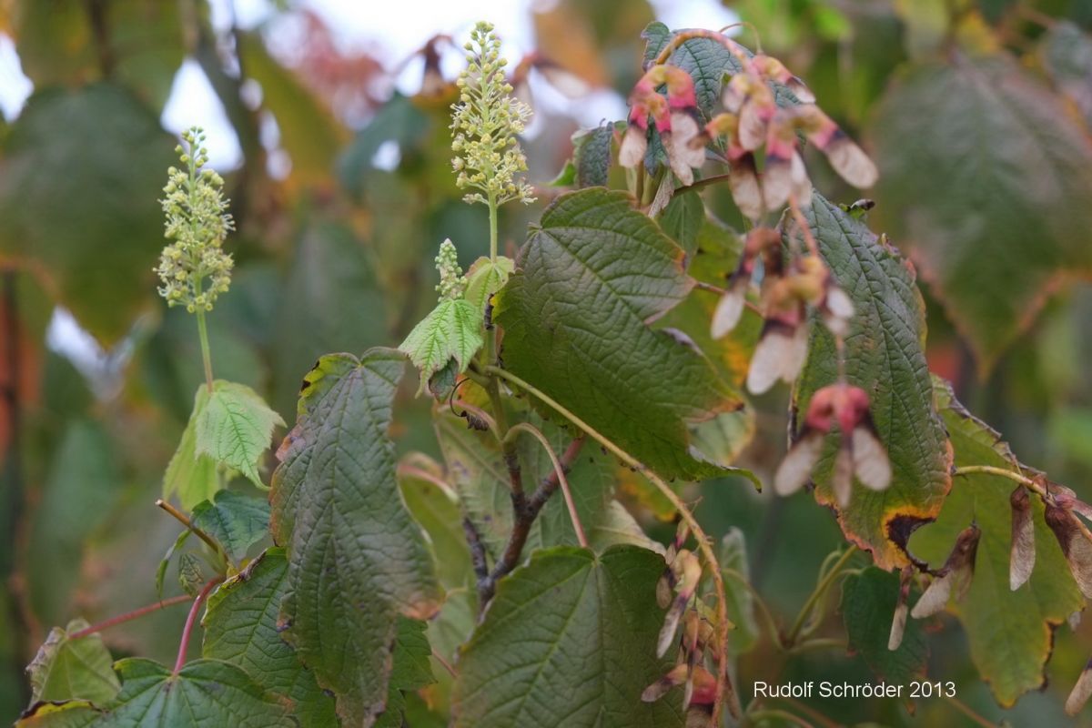 Acer spicatum