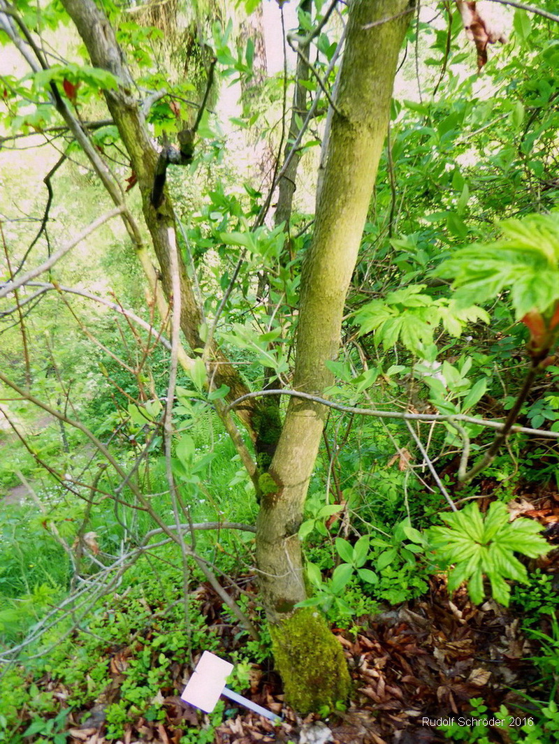 Acer heldreichii subsp. heldreichii