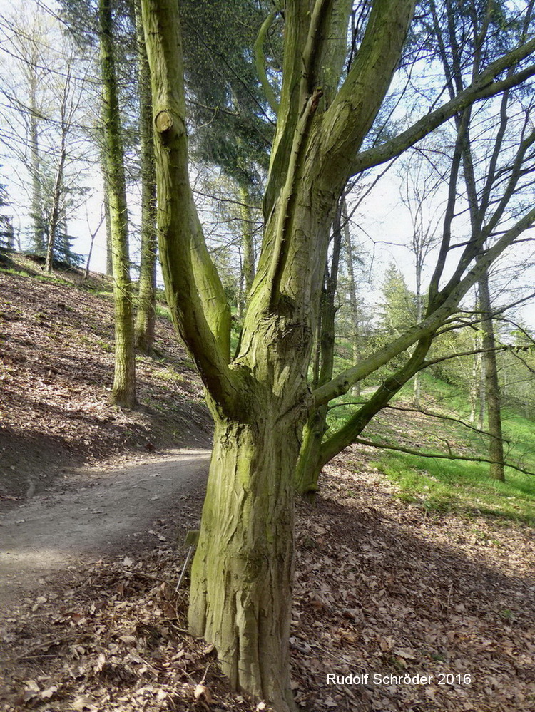 caroliniana Carpinus