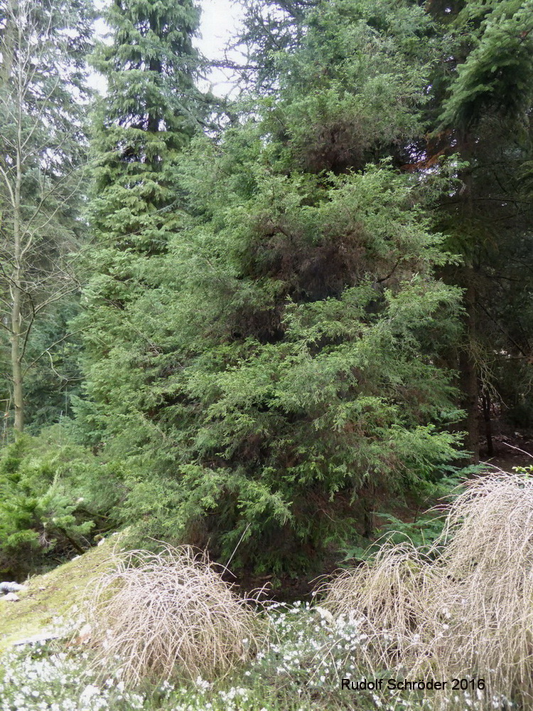 'Coralliformis' Chamaecyparis obtusa