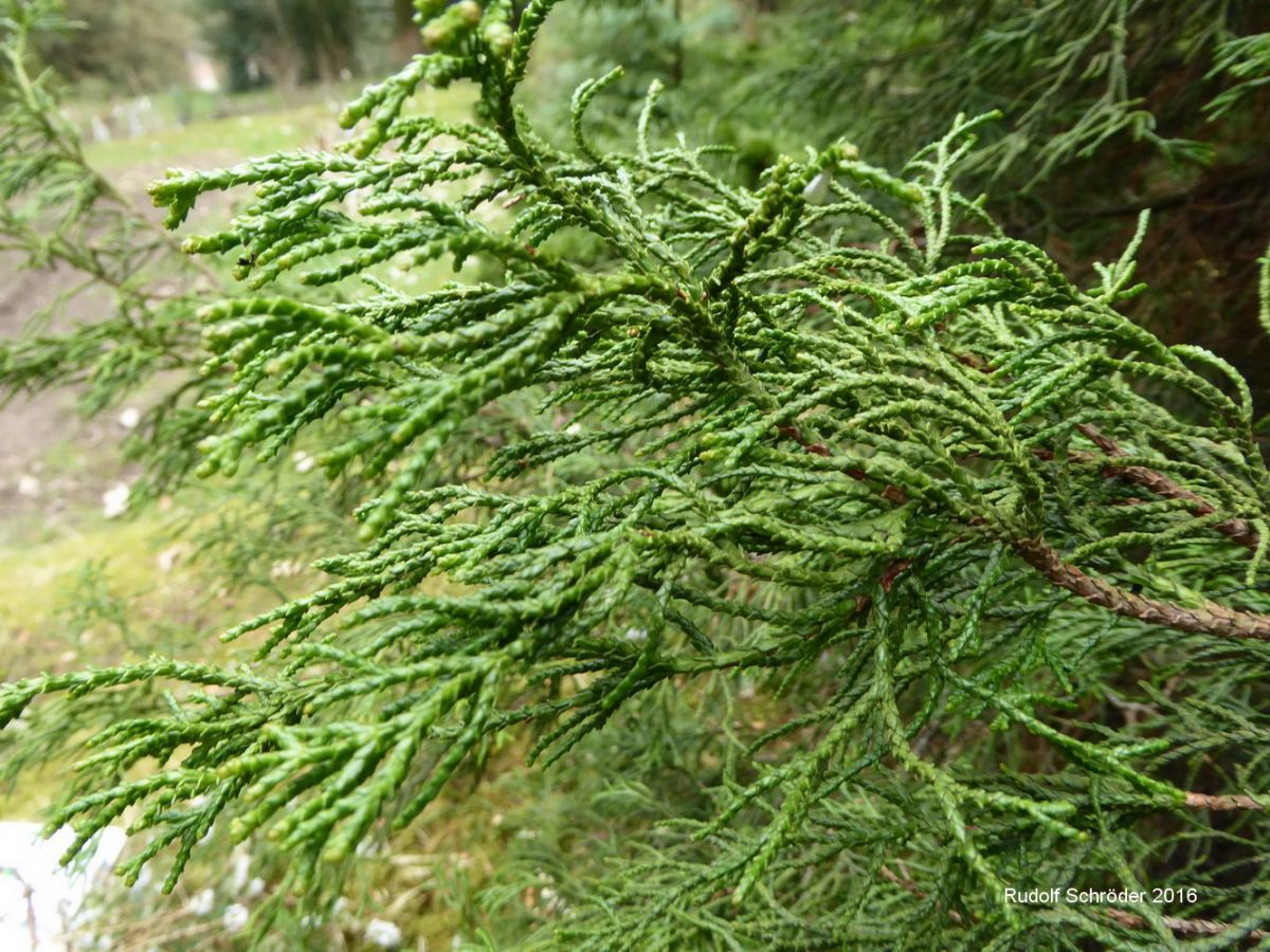 Chamaecyparis obtusa 'Coralliformis' - Tharandt - April 2016