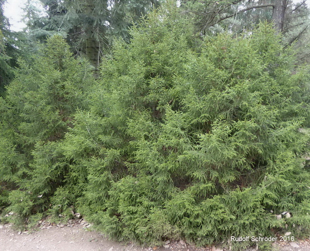 'Gracilis' orientalis Picea