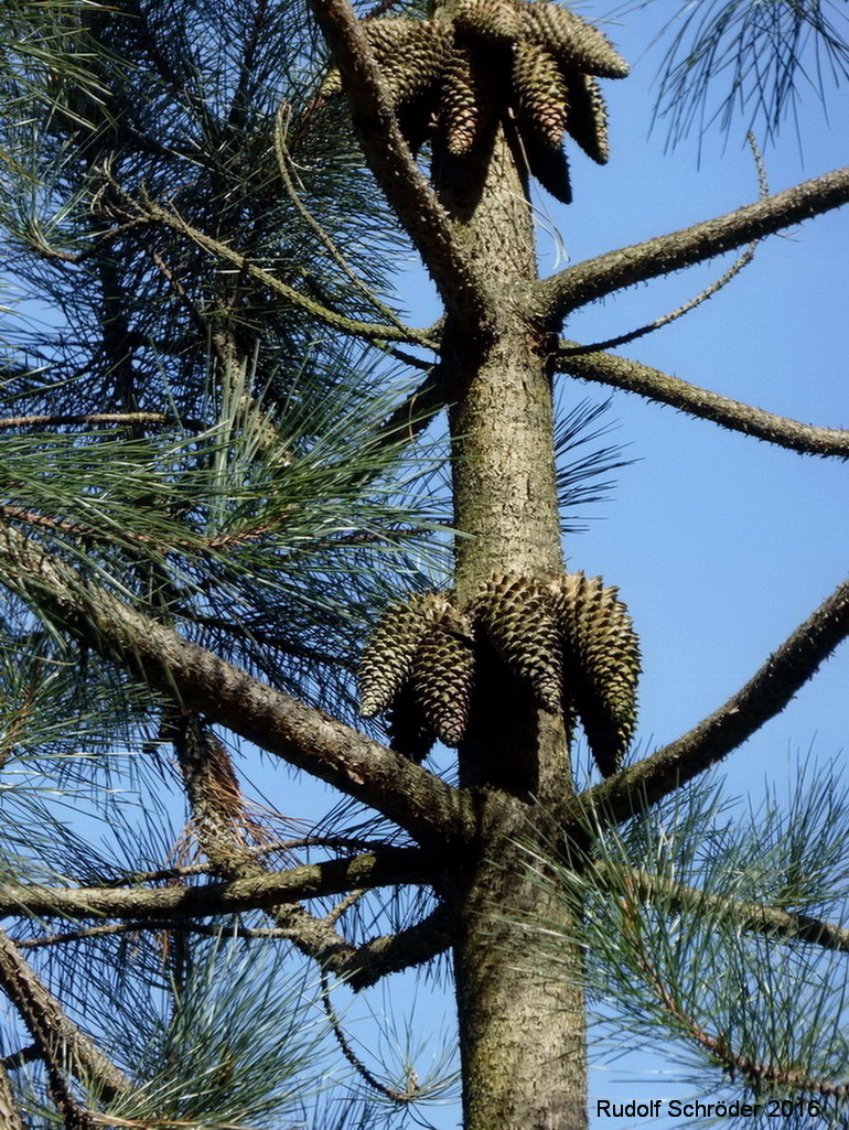 Pinus attenuata - Tharandt - April 2016