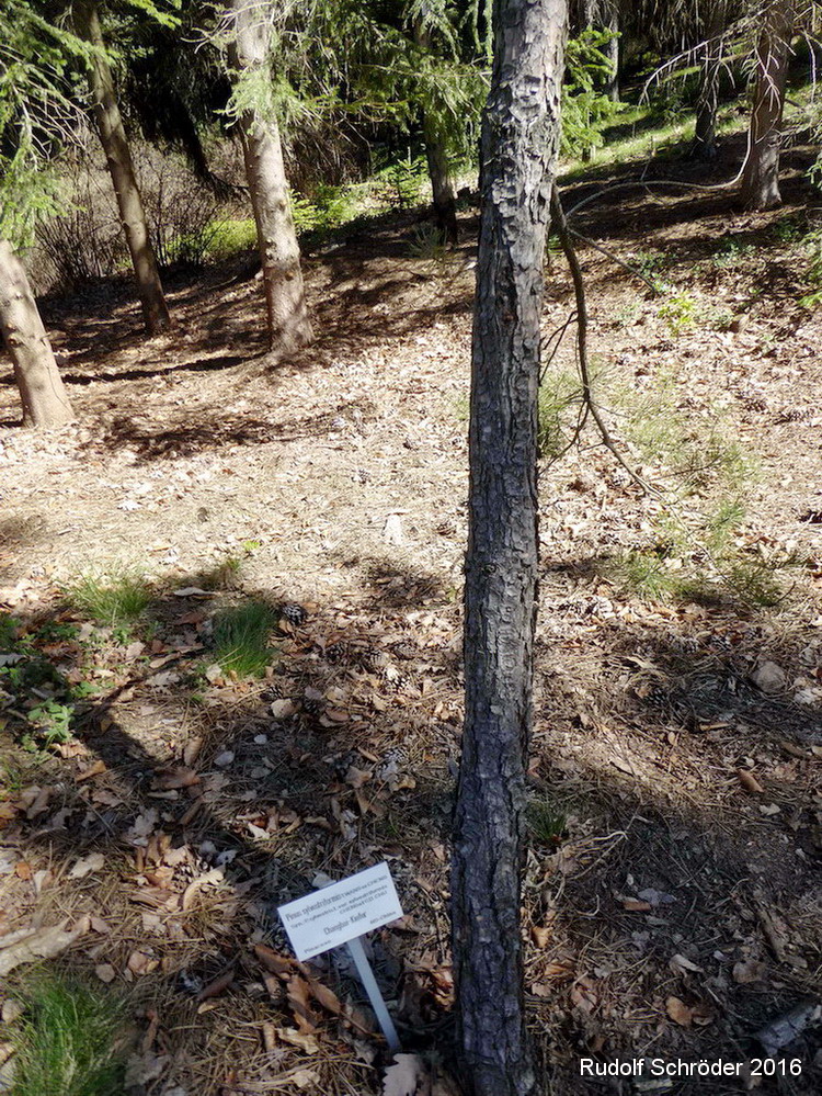 Pinus sylvestriformis