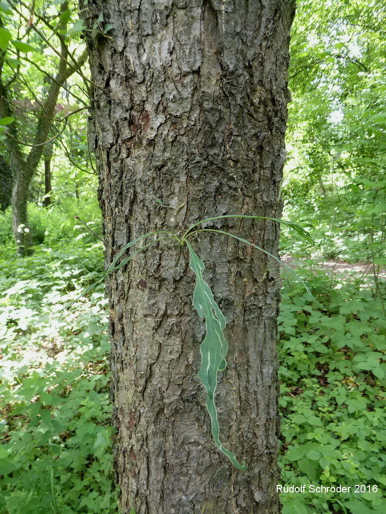 'Insecata' petraea Quercus