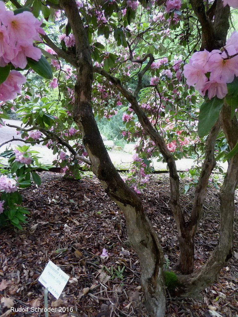 'Heinrich Cotta' catawbiense Rhododendron