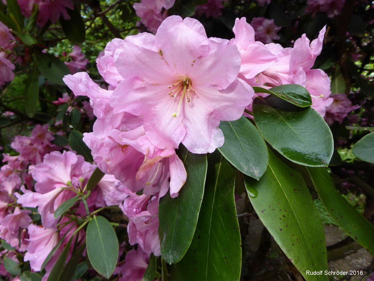 Rhododendron catawbiense Hybriden 'Heinrich-Cotta' - Tharandt - Mai 2016