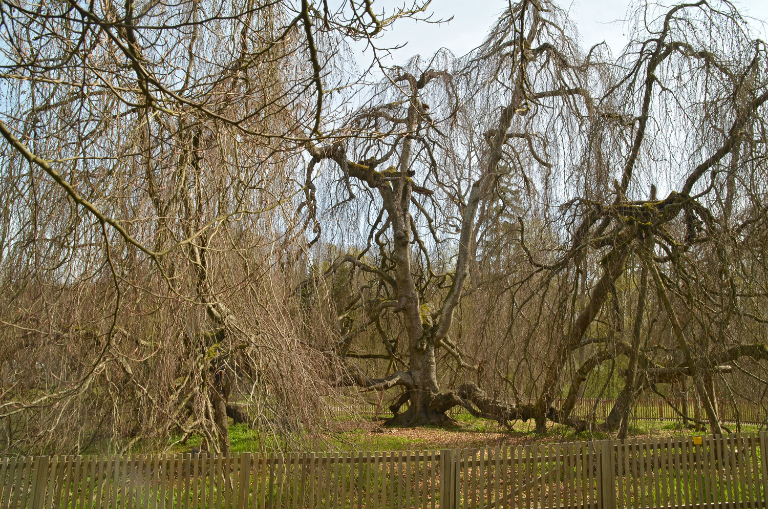 'Pendula' Fagus sylvatica