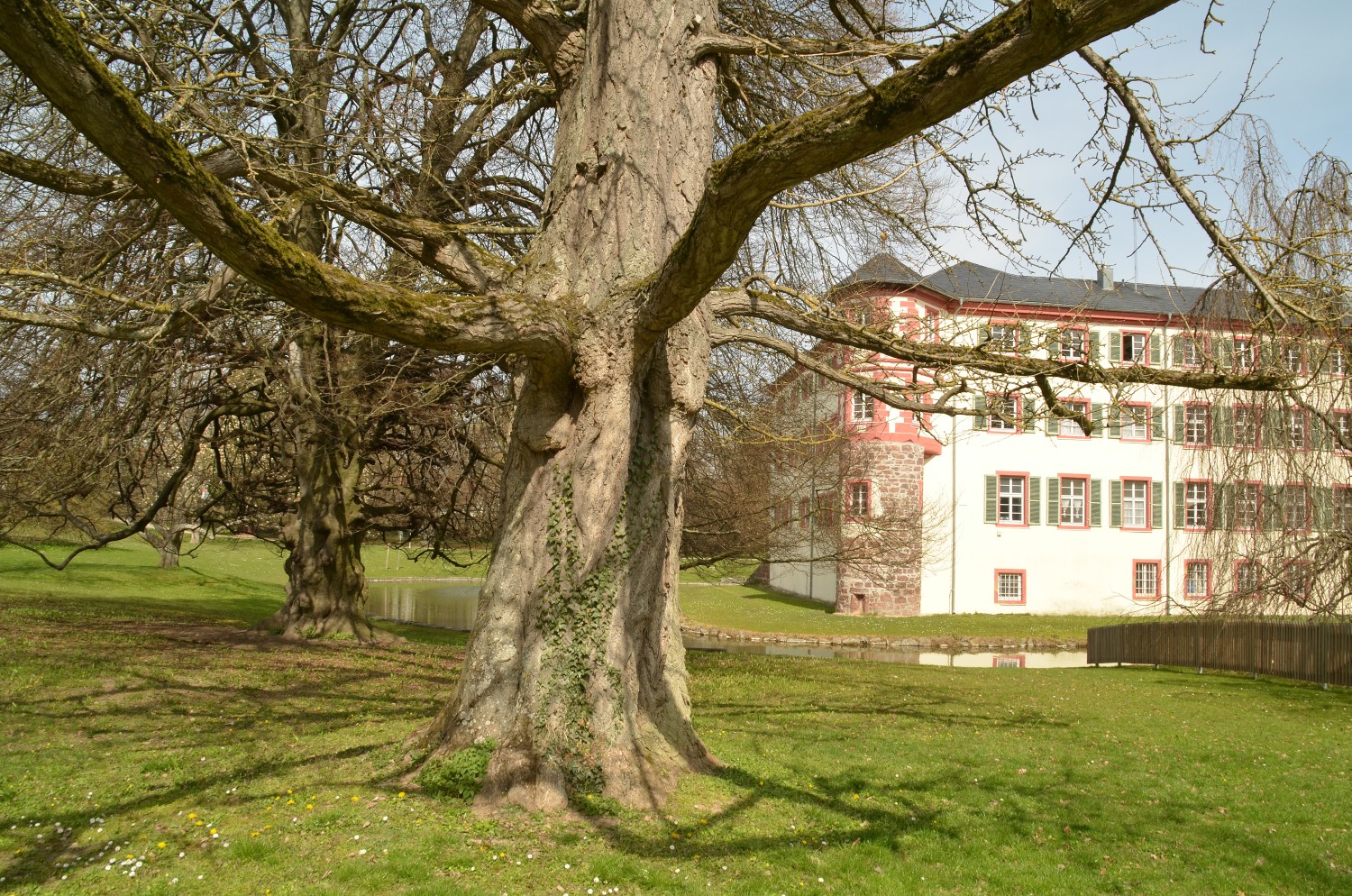Ginkgo biloba - Schlosspark Eichtersheim - 2021
