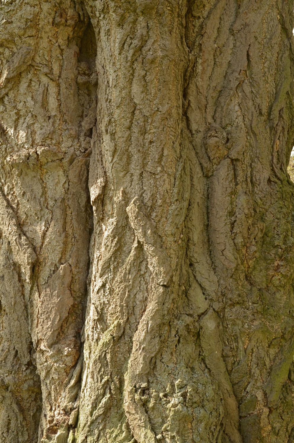 Ginkgo biloba - Schlosspark Eichtersheim - 2021
