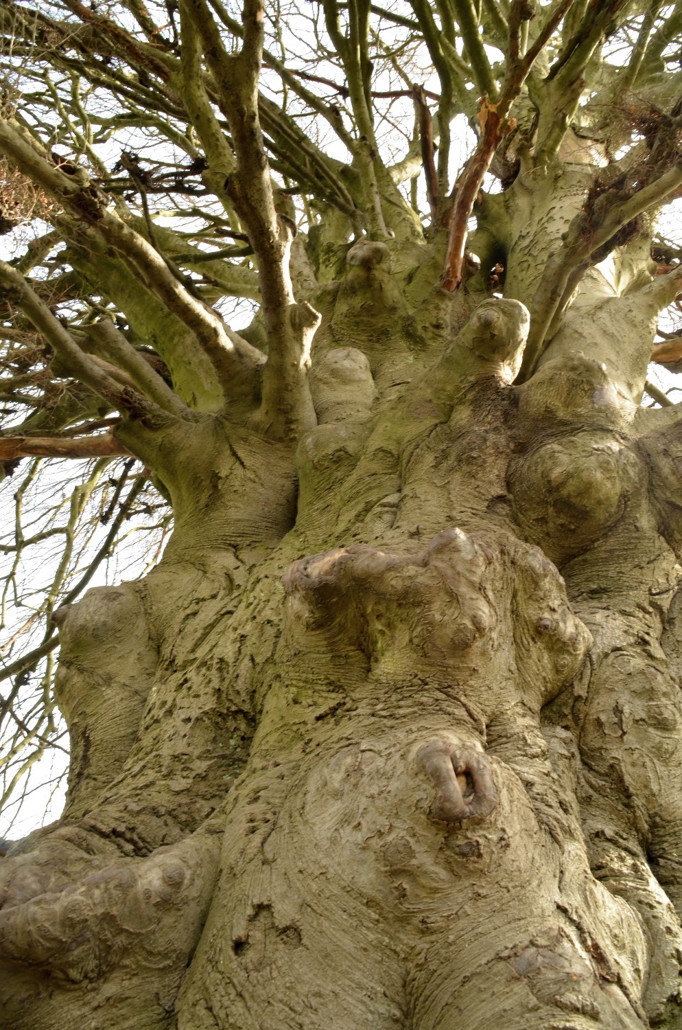 Fagus sylvatica 'Asplenifolia' - Schlosspark Eichtersheim - 2021
